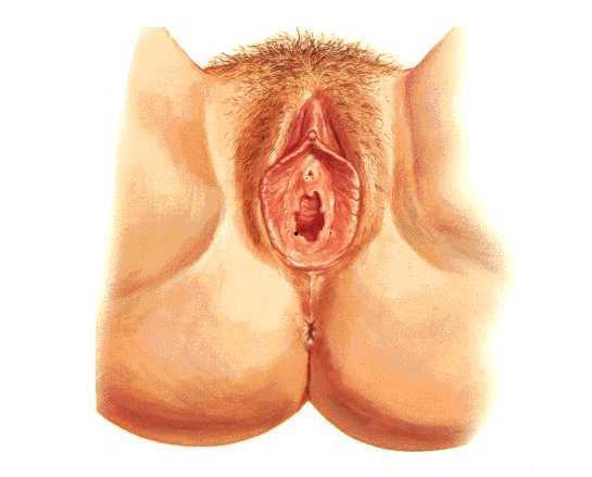 双性生殖器图片