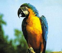 鹦哥个人资料,多才多艺的才艺达人，揭秘其多彩人生