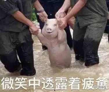 被救小猪微笑表情包,传递温暖与希望的治愈表情包