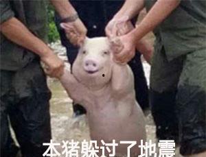 被救小猪微笑表情包,传递温暖与希望的治愈表情包