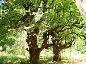 田树资料,探寻农业发展新路径的实践者与思考者