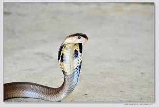 吻蛇资料,揭秘其独特生存智慧与神秘习性