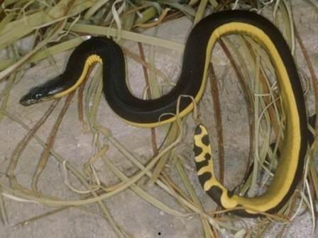 吻蛇资料,揭秘其独特生存智慧与神秘习性